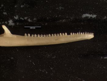 Media type: image;   Herpetology R-93354